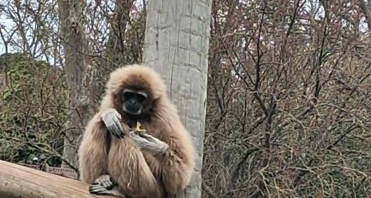 Small gibbon sitting on wooden beam eating in front of trees.