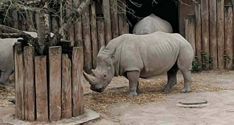 Rhino standing near wooden enclosure inside a zoo habitat.