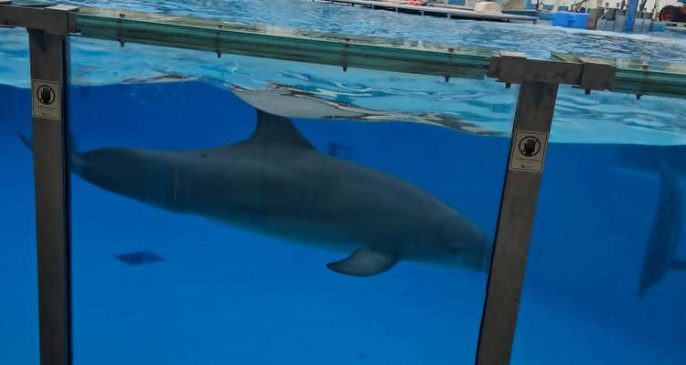 Dolphin swimming in large blue aquarium tank behind glass.