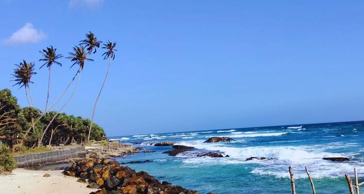 Rocky shore with leaning palm trees and turquoise waves crashing against the coast.