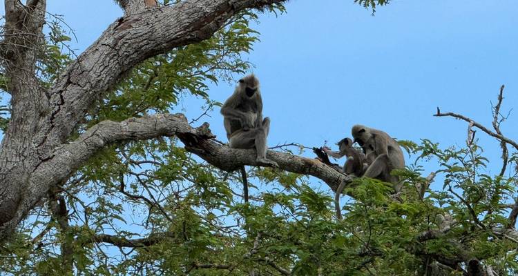 Family of gray langur monkeys perched on a leafy tree branch against a blue sky.