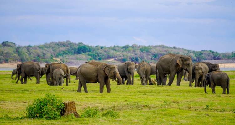 Grand troupeau d'éléphants dispersé sur une prairie verdoyante avec un fond de forêt.