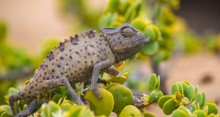 Close-up van een stekelige woestijnchameleon die rust op vetplanttakken.