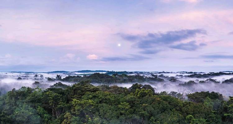 Amanecer brumoso sobre el dosel de la densa selva tropical con un cielo pastel y la luna visible.
