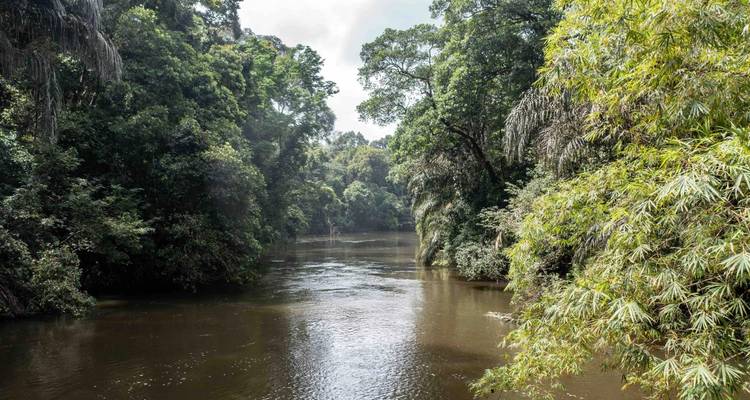 Ancho río de la selva fluyendo entre densa vegetación verde bajo una luz diurna suave.