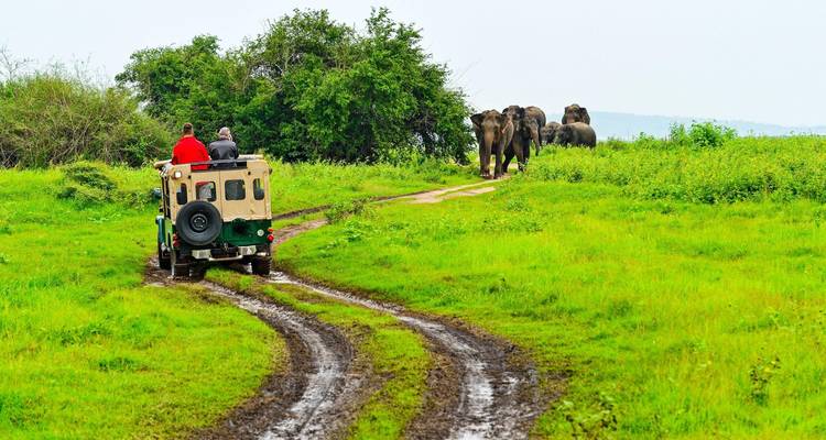 Jeep de safari circulant sur une piste boueuse en direction d'un troupeau d'éléphants lointain dans un parc verdoyant.