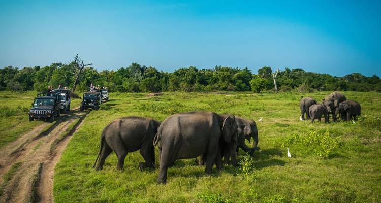 Plusieurs véhicules de safari observant des éléphants qui paissent dans une prairie ouverte sous un ciel bleu dégagé.