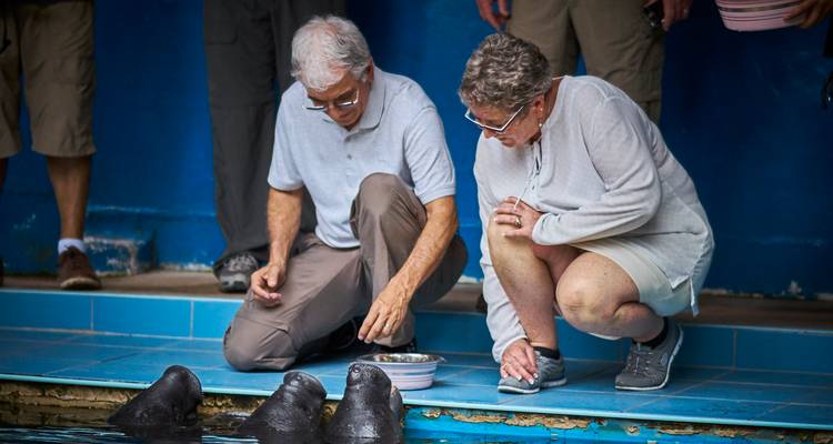 Un couple de personnes âgées s'agenouille auprès d'un bassin de secours pour nourrir de jeunes lamantins à l'intérieur d'un centre de réadaptation bleu.