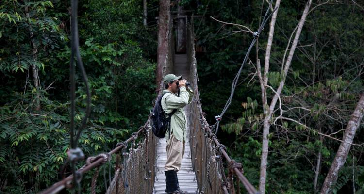 Un explorateur solitaire muni de jumelles se tient sur un pont suspendu étroit situé dans la canopée, au cœur de la forêt tropicale.