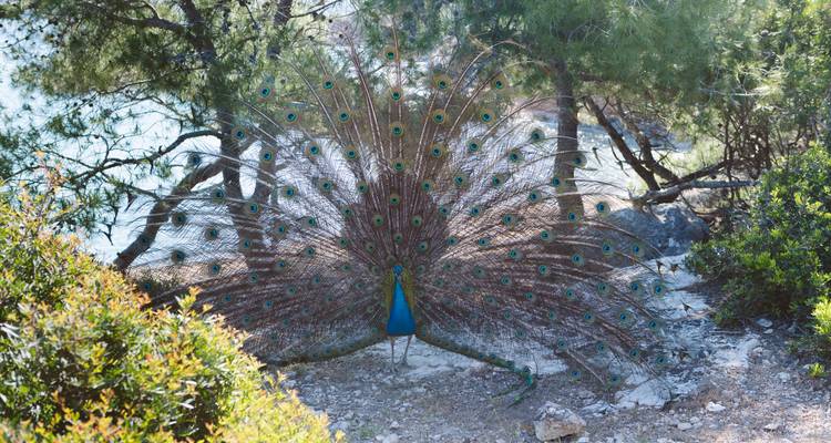 Un paon déploie ses magnifiques plumes caudales colorées parmi les pins près d'un rivage bleu.