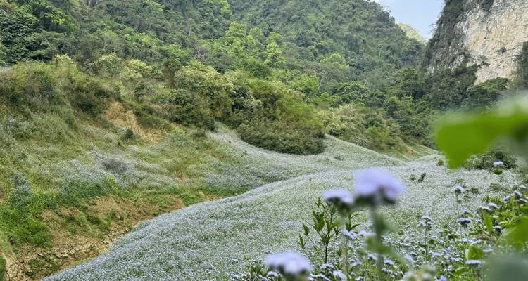 Valle exuberante cubierto de delicadas flores silvestres de lavanda bajo pendientes verdes empinadas.