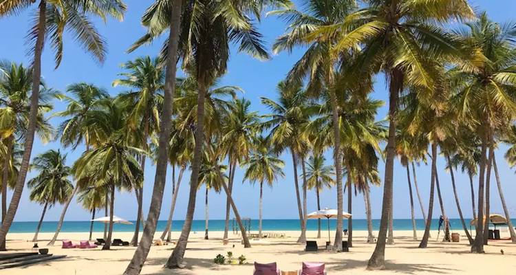 Idyllic sandy beach lined with tall palm trees and parasols facing a calm blue sea.