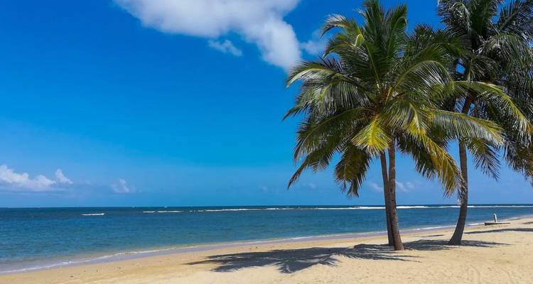 Serene tropical beach scene with a lone palm tree leaning over gentle waves.