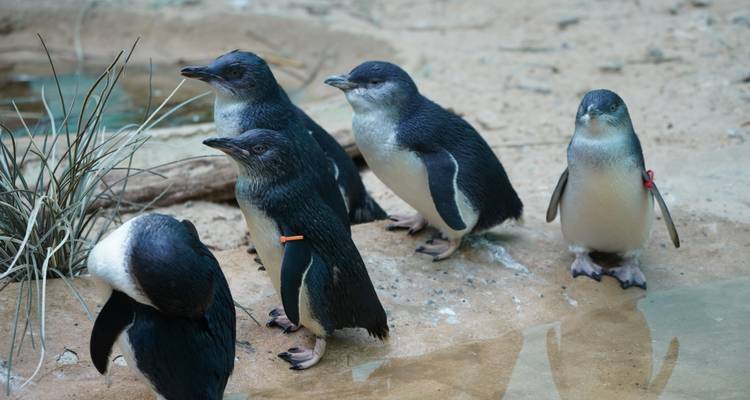 Groupe de petits manchots se tenant près d'une eau peu profonde avec des bandes d'identification.