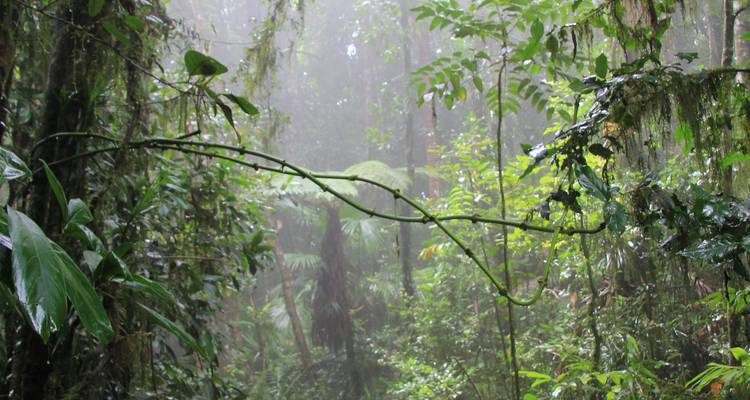 Dense, mist-filled rainforest with dripping foliage and filtered light.