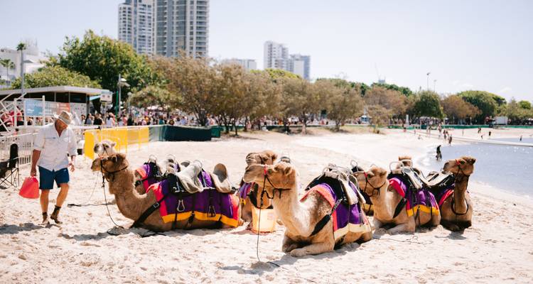Camels dressed in colorful saddles resting on a busy city beach with crowds and high-rise skyline in the background.
