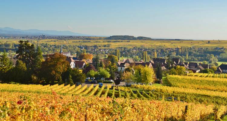Golden autumn vineyards stretch toward a quaint village and rolling hills in Alsace.