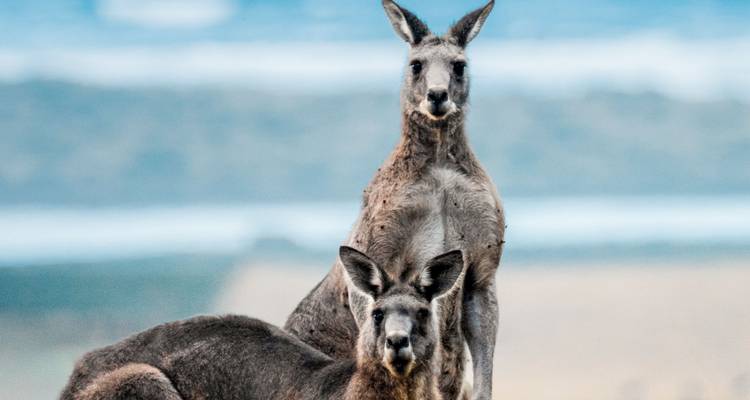 Close-up of two wild kangaroos standing alert with blurred coastal scenery behind
