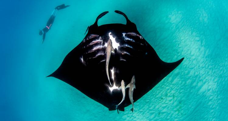 Diver swims above a giant manta ray gliding over clear turquoise sand-rippled seabed