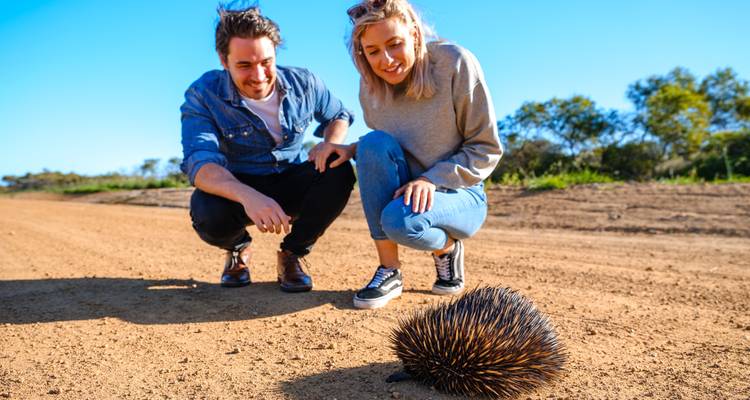 Young couple crouches on a dusty road to observe a curious echidna in the sunshine