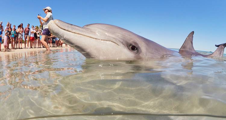 Wild dolphin pokes its head above clear shallow water while visitors watch from the beach