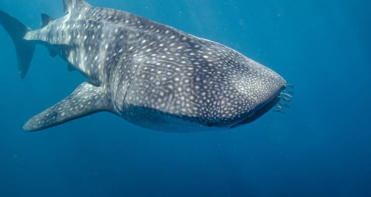 Close underwater capture of a whale shark cruising through the deep blue ocean