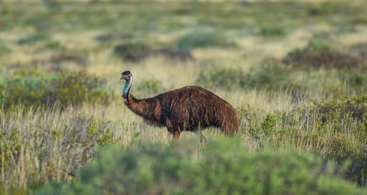 Solitary emu walks through scrubby grassland on a bright day