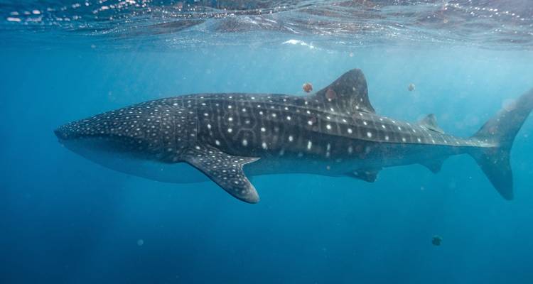 Profile of a whale shark swimming just below the water surface