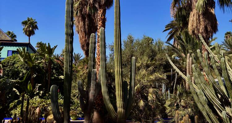 Close-up of tall green cacti against a clear blue Moroccan sky