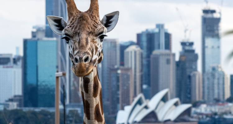 Girafe curieuse au premier plan avec la ligne d'horizon de Sydney et l'Opéra House flou en arrière-plan