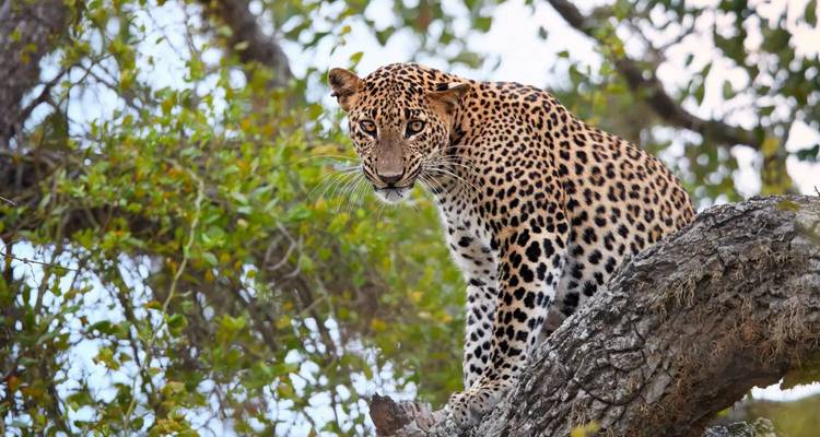 A Sri Lankan leopard peers intently from a tree branch framed by green foliage.