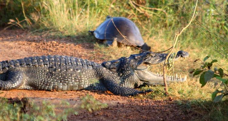 A crocodile lies open-mouthed on a dirt track while a turtle waits behind in tall grass.