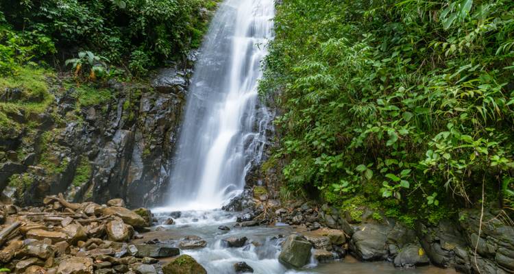 A graceful rainforest waterfall tumbles over basalt rocks into a rocky stream.