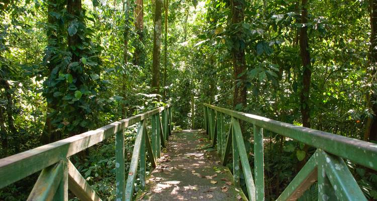 A narrow metal bridge leads deeper into dense green rainforest foliage.
