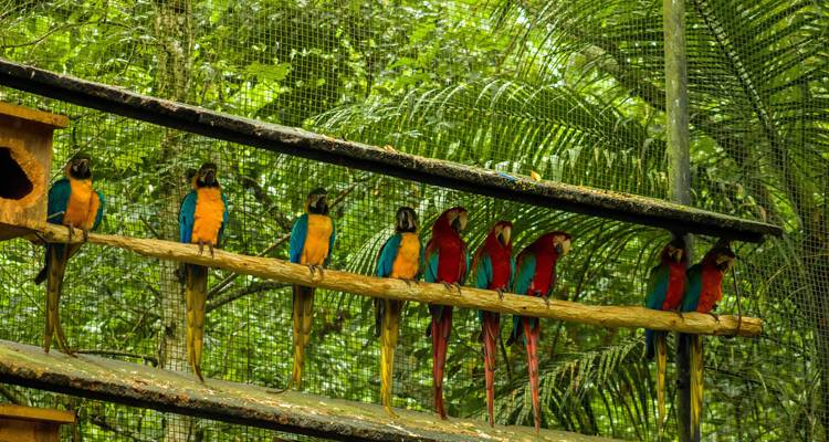 A row of vibrant scarlet macaws and blue-yellow macaws perch on wooden bars in a tropical aviary.