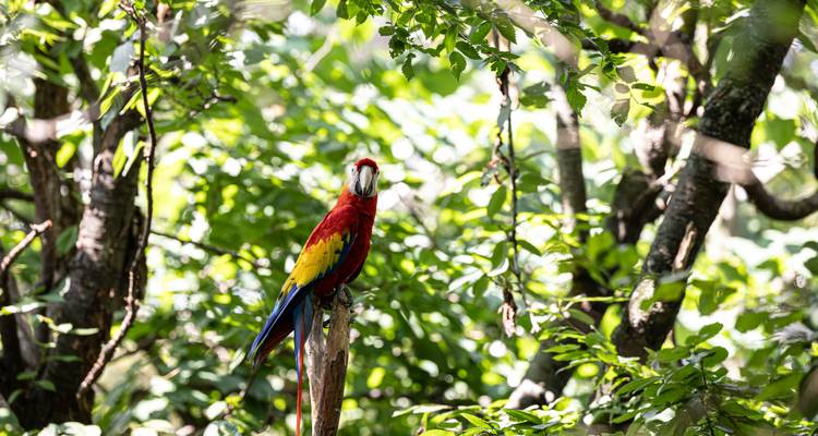 A colorful scarlet macaw perches on a branch amid leafy green forest.