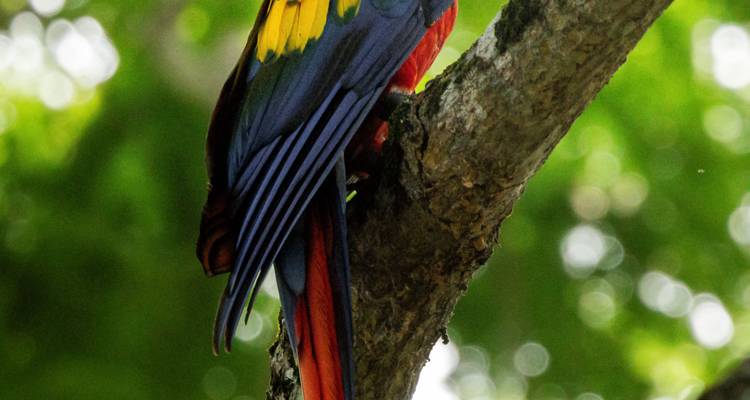 Close-up of a scarlet macaw's vibrant feathers and tail against a green bokeh background.