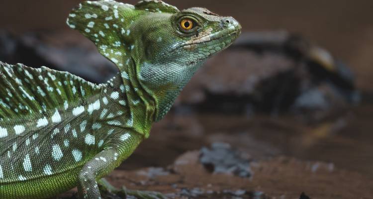 Portrait net d'un lézard basilic vert avec crête épineuse sur un fond terreux flou.