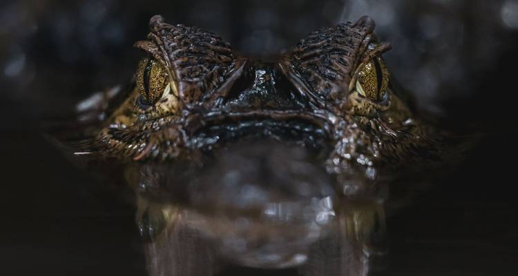 Gros plan intense d'yeux de crocodilien juste au-dessus de la surface de l'eau sombre.