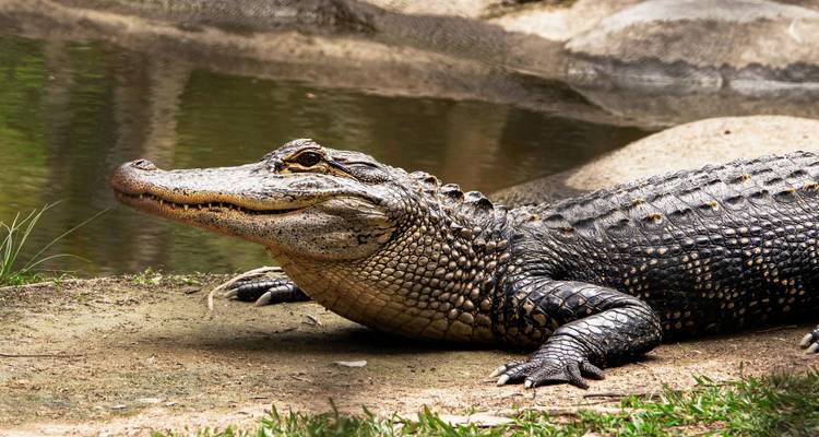 Le crocodilien américain se détend sur une berge boueuse à côté d'une eau immobile, ses écailles captant la lumière.