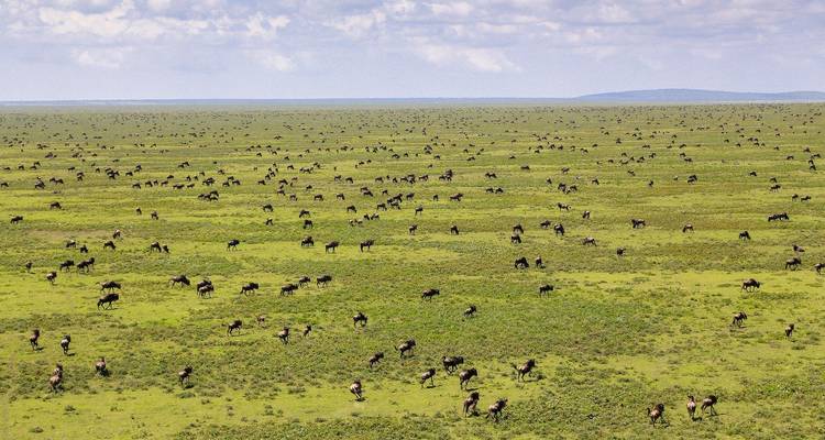 Vast Serengeti plain dotted with hundreds of wildebeest during the great migration under open sky.