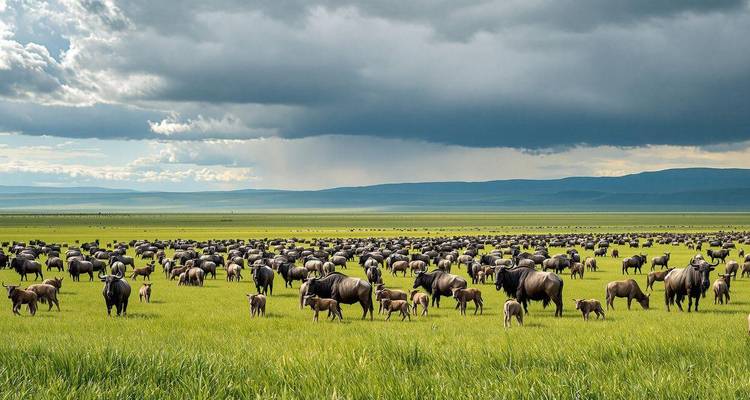Immense herd of wildebeest grazing on green grasslands beneath dramatic storm clouds.