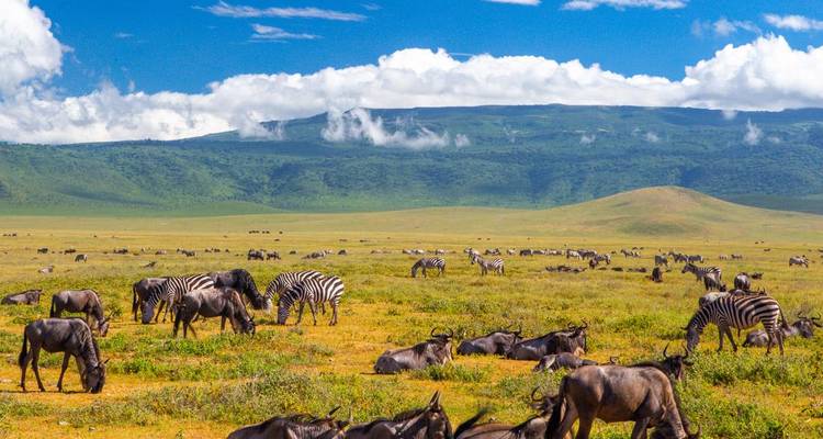 Zebras and wildebeest resting on golden plains with green crater rim hills beyond.