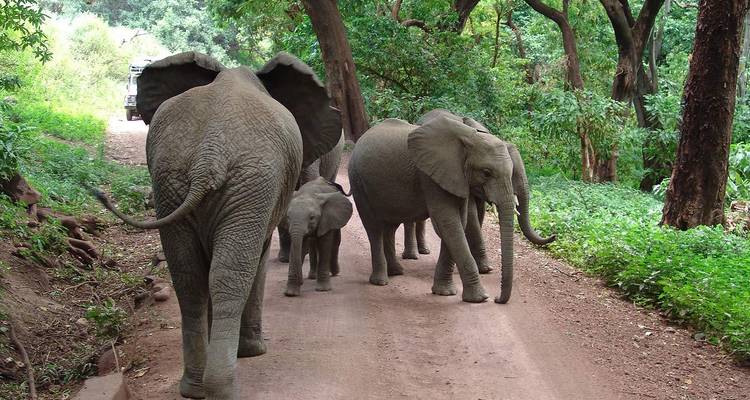 Family of elephants walking along a dirt track through thick woodland.