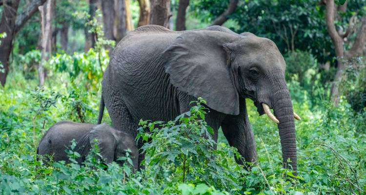 Adult elephant and calf browsing lush green undergrowth in the forest.