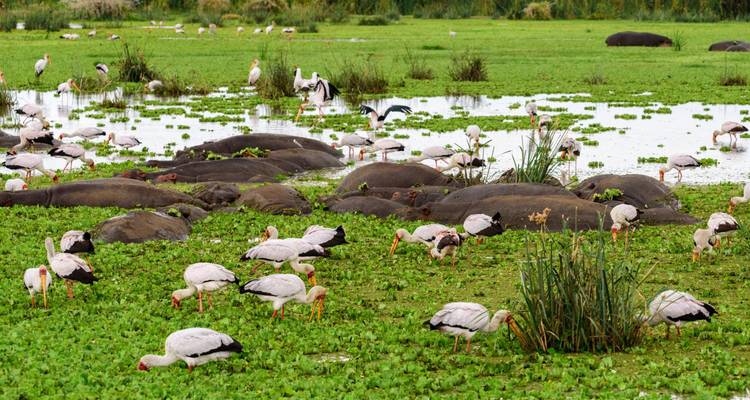 Wetland scene with hippos submerged among many yellow-billed storks and other birds.