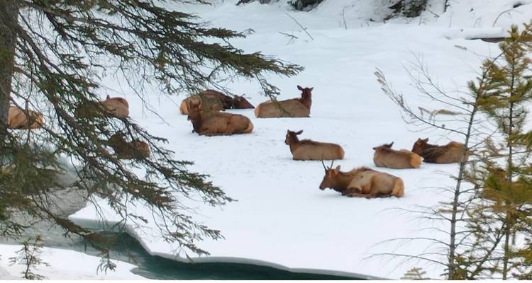Group of elk resting on a snowy riverside in the Canadian Rockies.