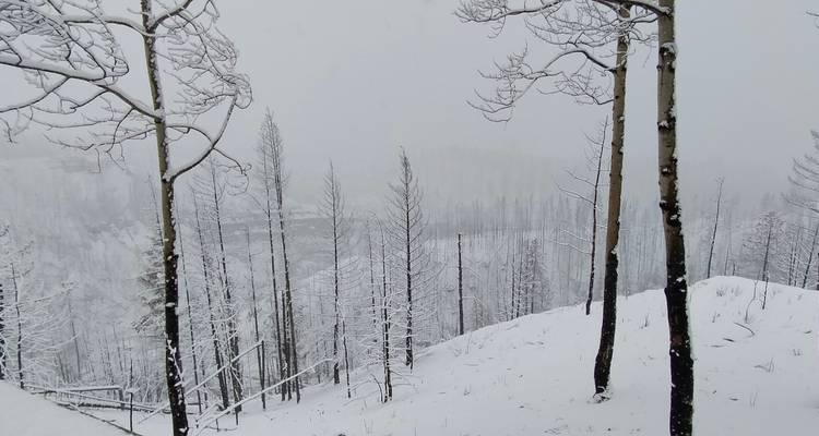 Snow falls over a sparse stand of slender, charred trees on a white hillside.