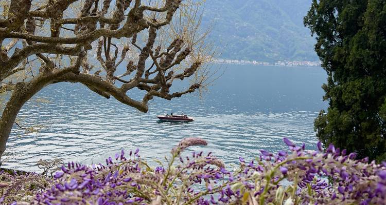 Petit bateau glissant sur le lac de Côme encadré par de la glycine en fleurs et des branches d'arbres.