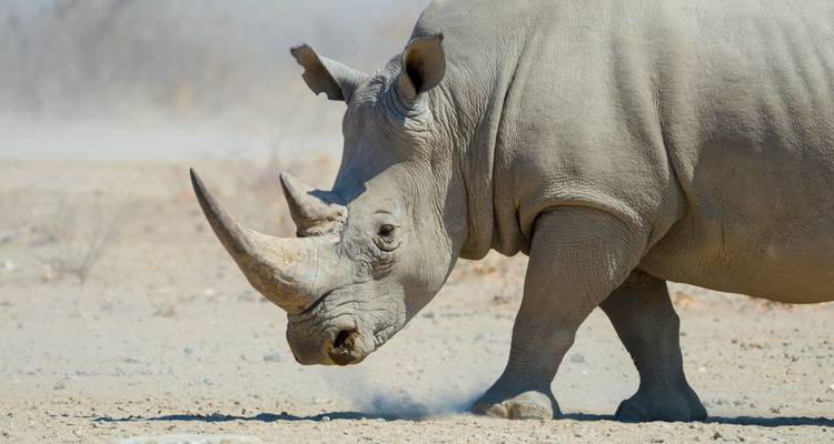 Magnificent white rhinoceros striding across dry Namibian savanna in bright daylight